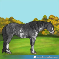 Horse Color:Black Sabino 
