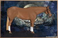Horse Color:Chestnut Sabino
