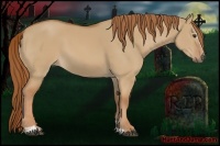 Horse Color:Red Dun Sabino 