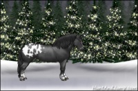 Horse Color:Blue Roan Sabino Appaloosa 