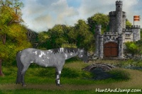 Horse Color:White Spotted Blue Roan 