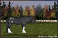 Horse Color:White Spotted Black Tobiano 