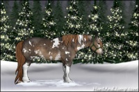 Horse Color:White Spotted Liver Chestnut 