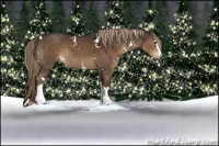 Horse Color:White Spotted Liver Chestnut Rabicano 