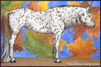 Horse Color:Gray Chestnut Sabino Splash Appaloosa 