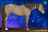 Horse Color:Classic Champagne Sabino