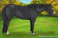 Horse Color:Black Sabino 