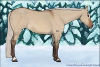 Horse Color:Silver Bay Dun Sabino 