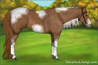 Horse Color:Chestnut Sabino Tobiano Frame