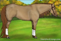 Horse Color:Red Dun Sabino