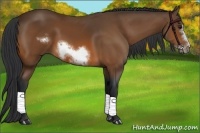 Horse Color:Bay Sabino Frame 