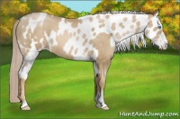 Horse Color:Chocolate Palomino Pearl Sabino  and Chocolate Palomino Pearl Sabino Near Leopard 