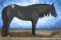Horse Color:Blue Roan Sabino Varnish
