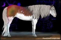 Horse Color:Silver Brown Sabino Splash Rabicano