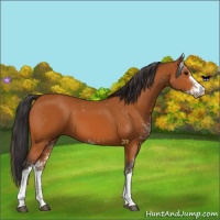 Horse Color:Bay Sabino 
