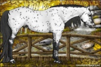 Horse Color:Black Sabino Appaloosa 