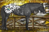 Horse Color:Black Sabino Appaloosa 