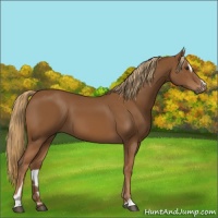 Horse Color:Chestnut Sabino 