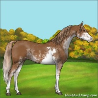 Horse Color:Chestnut Sabino