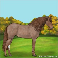 Horse Color:Red Roan Sabino 