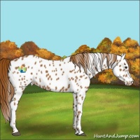 Horse Color:Chestnut Sabino Appaloosa 