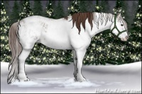 Horse Color:Liver Chestnut Sabino 