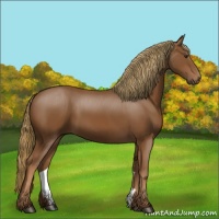 Horse Color:Chestnut Sabino 