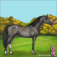 Horse Color:Grullo Sabino 