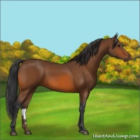 Horse Color:Bay Sabino 