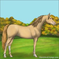 Horse Color:Gold Champagne Sabino 