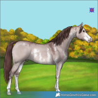 Horse Color:Platinum Chocolate Bay Dun Sabino 
