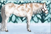 Horse Color:Bay Sabino 