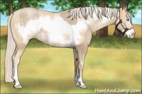Horse Color:Chocolate Palomino Pearl Sabino Frame  and Palomino Pearl Sabino Frame 