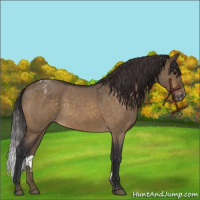 Horse Color:Brown Roan Dun Appaloosa Brindle 