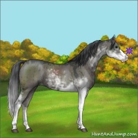 Horse Color:Grullo Sabino Brindle 