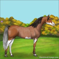 Horse Color:Bay Roan Sabino Splash and Bay Roan Sabino Splash