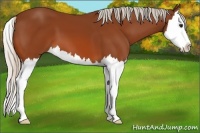 Horse Color:Silver Bay Splash 