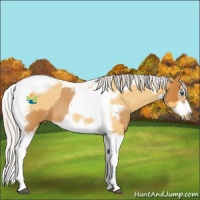 Horse Color:Silver Bay Roan Splash Tobiano Frame Rabicano  and Silver Buckskin Roan Splash Tobiano Frame Rabicano 