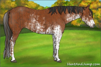 Horse Color:Gray Chestnut Sabino  and Gray Bay Sabino 