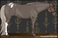 Horse Color:Silver Black Appaloosa 