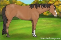 Horse Color:Bay Sabino and Bay Sabino