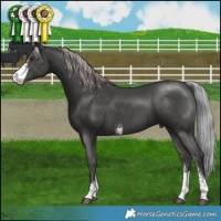 Horse Color:Platinum Liver Chestnut Sabino 