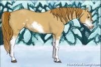 Horse Color:Red Dun Sabino Splash Frame Rabicano