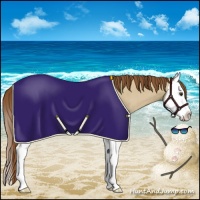 Horse Color:Red Dun Sabino Splash Appaloosa Rabicano