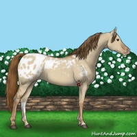 Horse Color:Red Dun Sabino Appaloosa 