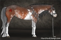 Horse Color:Bay Sabino