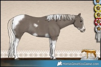 Horse Color:Silver Smoky Black Tobiano Frame Rabicano 