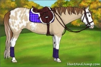 Horse Color:Red Dun Sabino Splash Appaloosa 