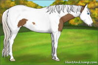 Horse Color:Gray Silver Buckskin Splash Tobiano 