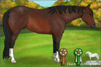 Horse Color:Gray Bay 